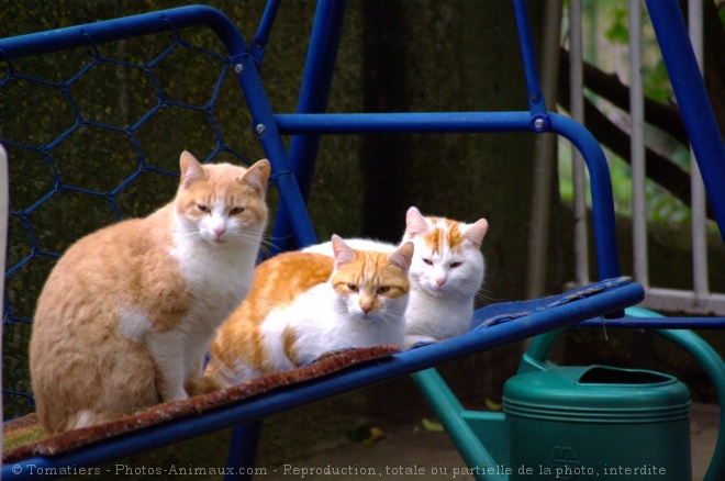 Photo de Chat domestique