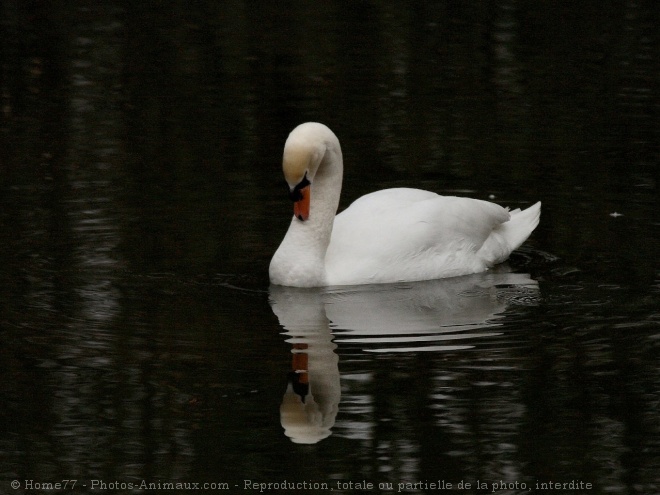 Photo de Cygne