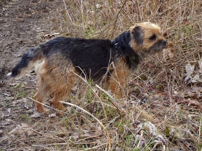 Photo de Border terrier