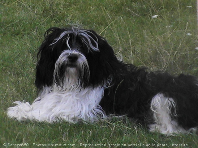 Photo de Terrier tibetain