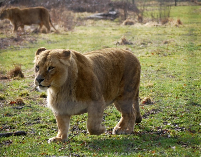 Photo de Lion