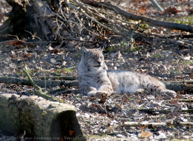 Photo de Lynx