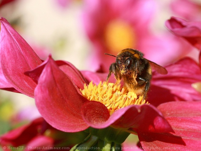 Photo de Bourdon