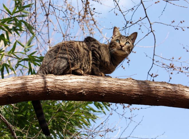 Photo de Chat domestique