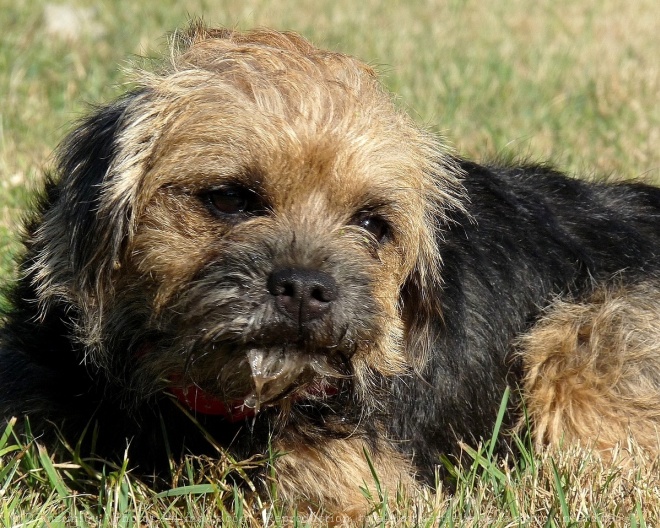 Photo de Border terrier