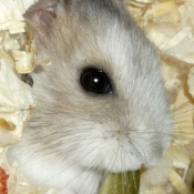 Photo de Hamster