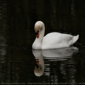 Photo de Cygne