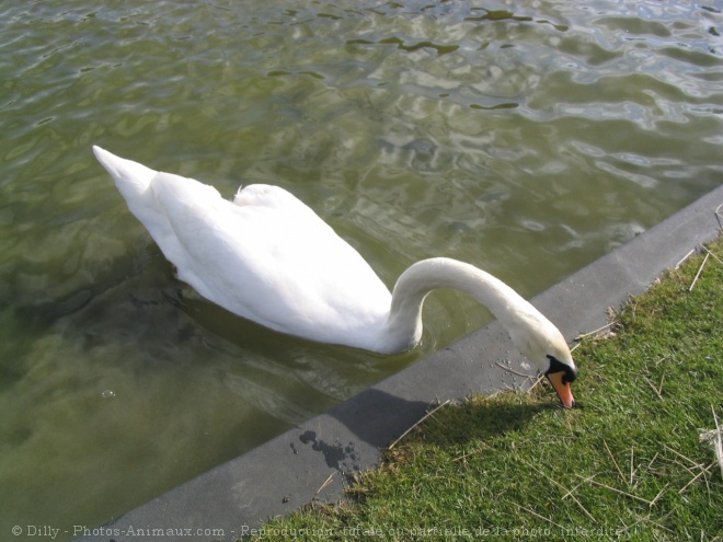 Photo de Cygne