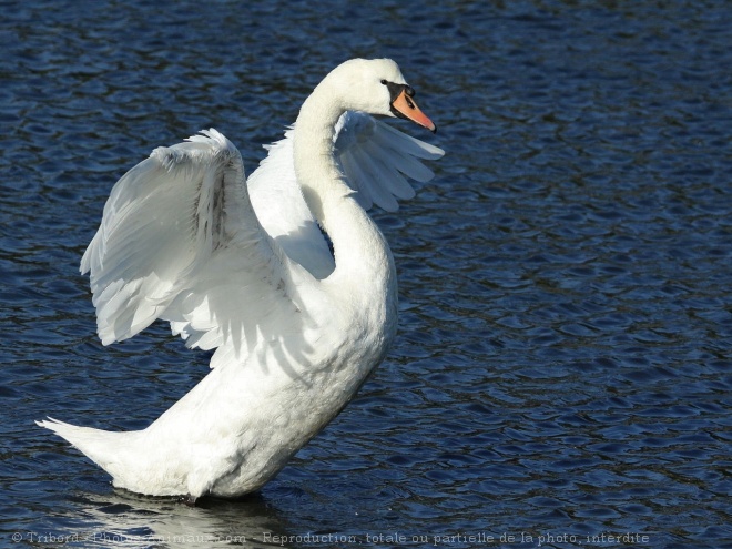 Photo de Cygne