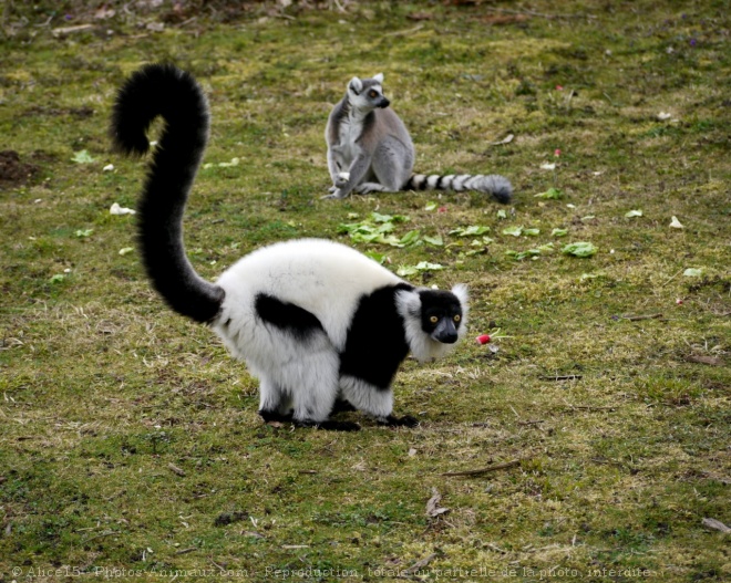 Photo de Lmurien - maki vari noir et blanc