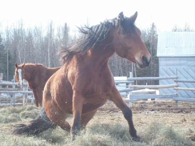 Photo de Canadien