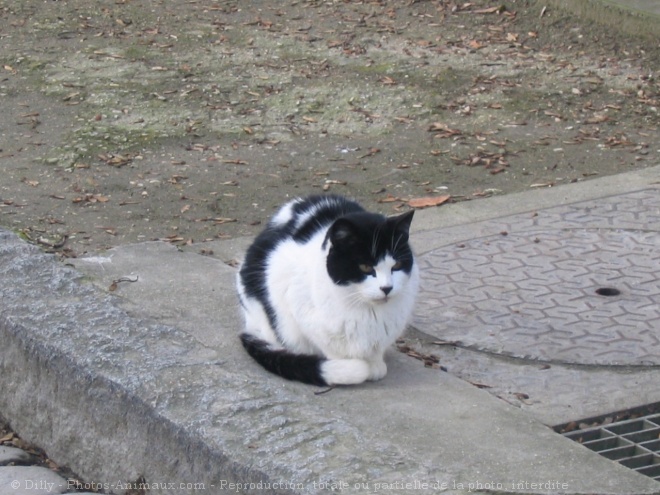 Photo de Chat domestique