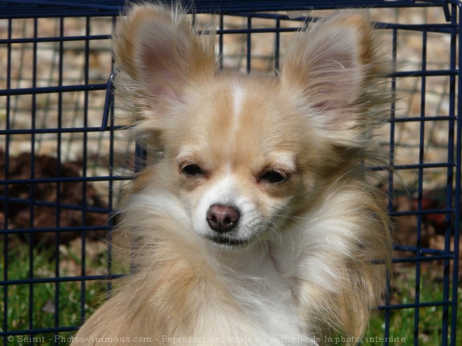 Photo de Chihuahua  poil court