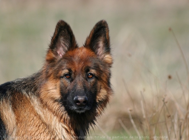 Photo de Berger allemand  poil court