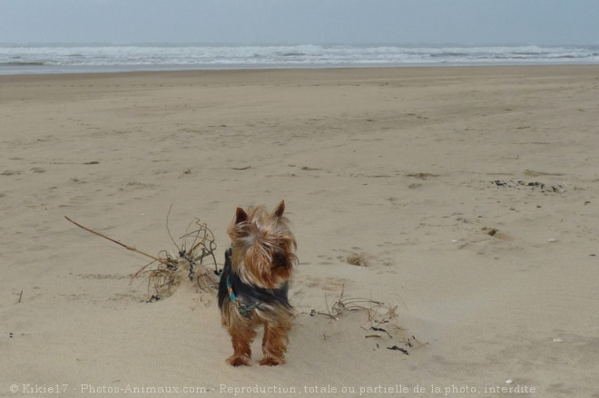 Photo de Yorkshire terrier