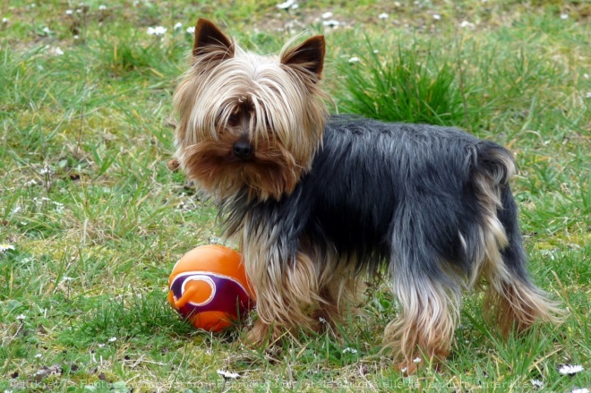 Photo de Yorkshire terrier