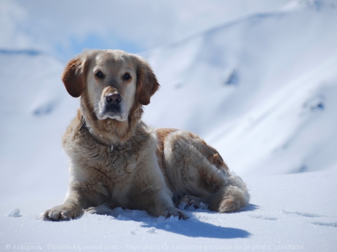 Photo de Golden retriever