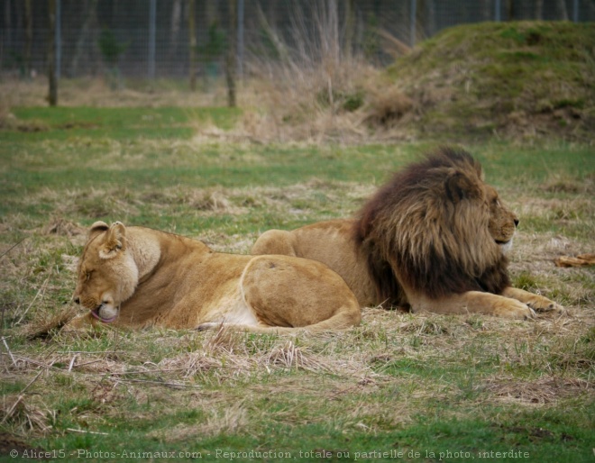 Photo de Lion