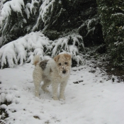 Photo de Fox terrier  poil dur