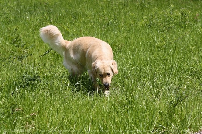 Photo de Golden retriever