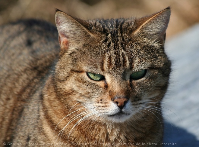 Photo de Chat domestique