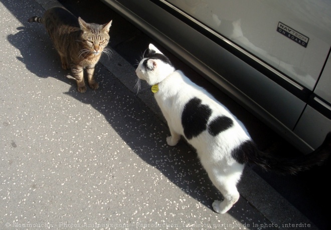 Photo de Chat domestique