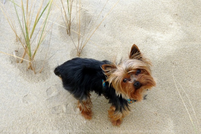 Photo de Yorkshire terrier