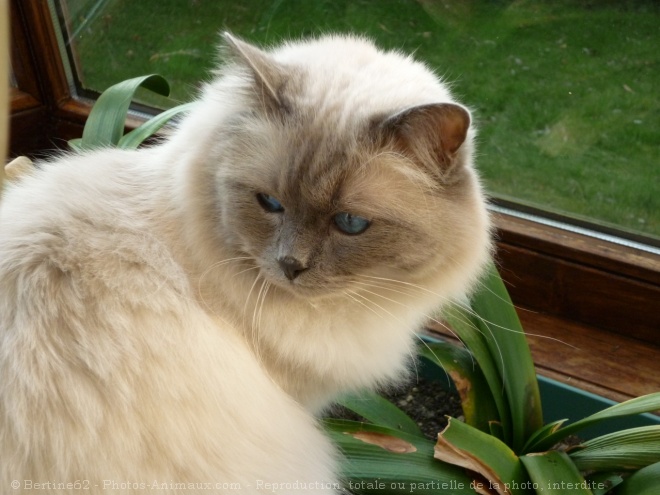 Photo de Ragdoll