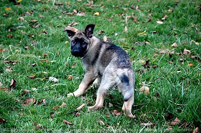 Photo de Berger allemand  poil court