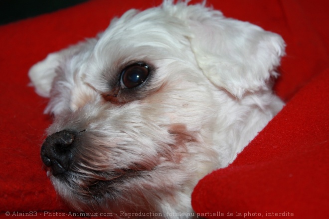 Photo de Bichon maltais