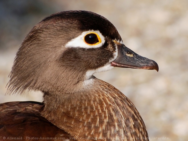 Photo de Canard mandarin