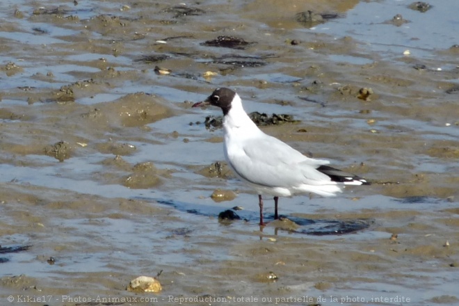 Photo de Mouette