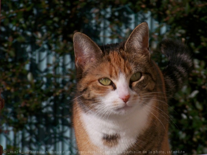 Photo de Chat domestique