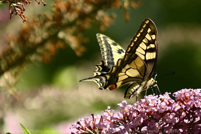 Photo de Papillon - machaon