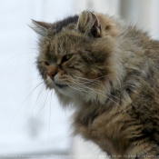 Photo de Chat domestique