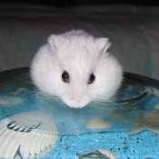 Photo de Hamster