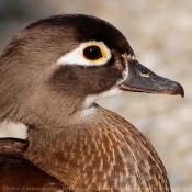 Photo de Canard mandarin