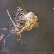 Photo de Grenouille