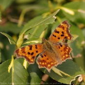 Photo de Papillon