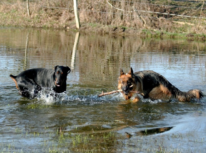 Photo de Races diffrentes