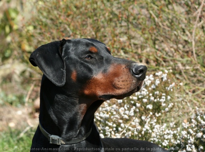 Photo de Dobermann