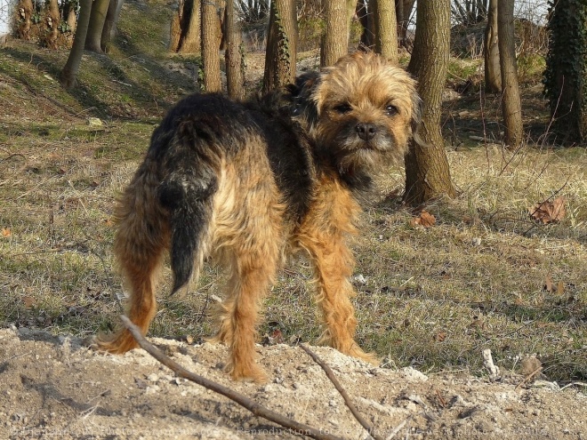 Photo de Border terrier