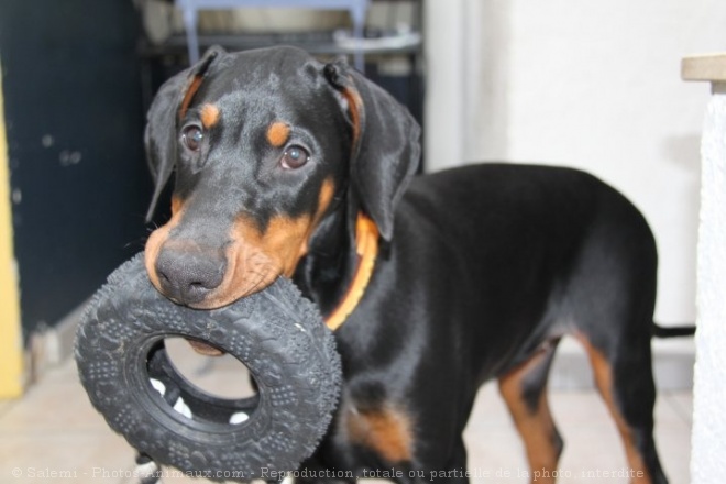 Photo de Dobermann