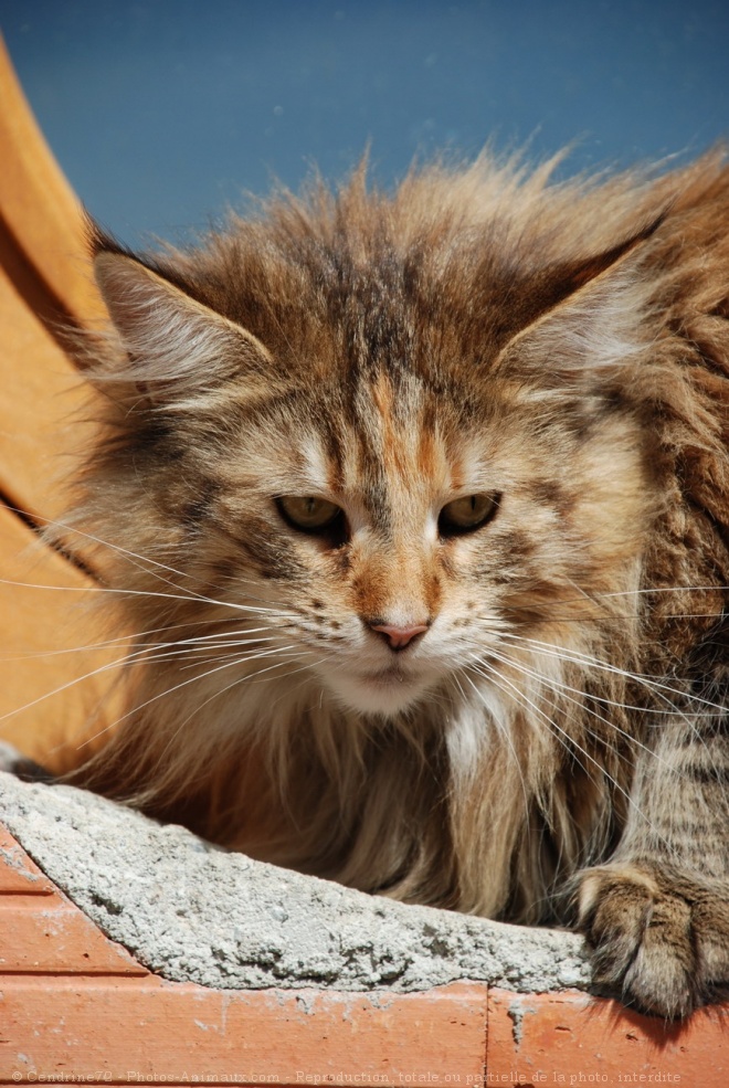 Photo de Maine coon