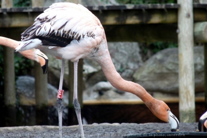 Photo de Flamand rose