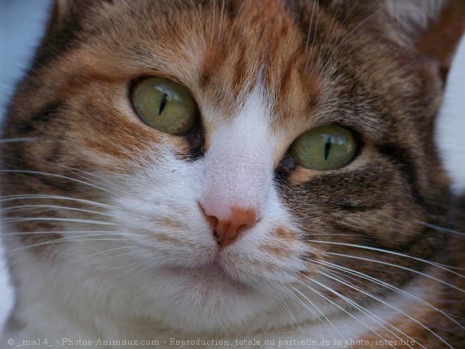 Photo de Chat domestique