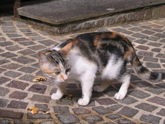 Photo de Chat domestique