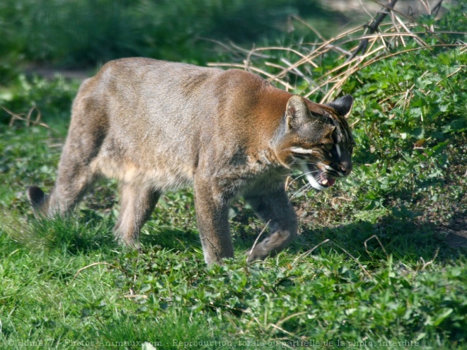 Photo de Chat de temminck