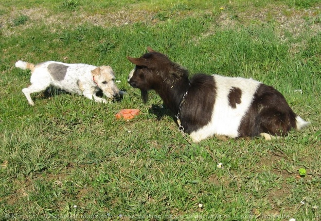 Photo de Fox terrier  poil dur