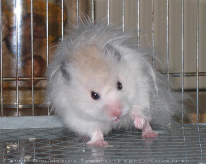 Photo de Hamster